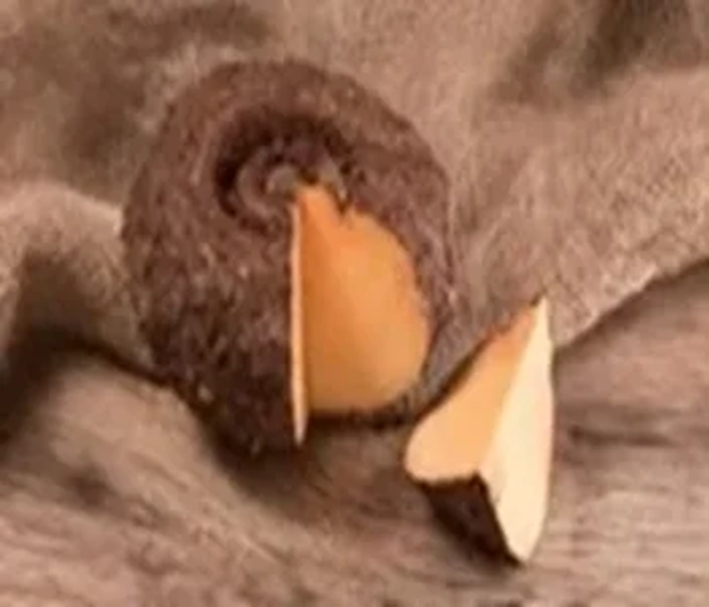 Elephant Foot Yam Details